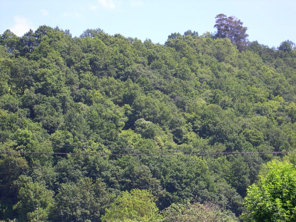 Apartamento En Contranquil Cangas de Onís Exterior foto